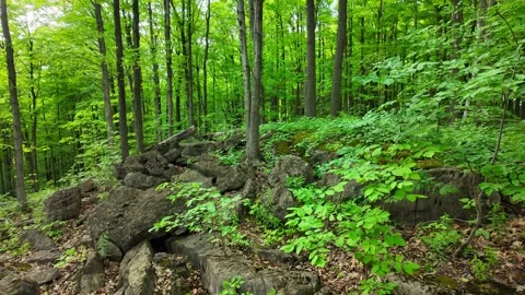 Rattlesnake Point Conservation Area, Milton, Ontario, Canada Stock Footage 346391430