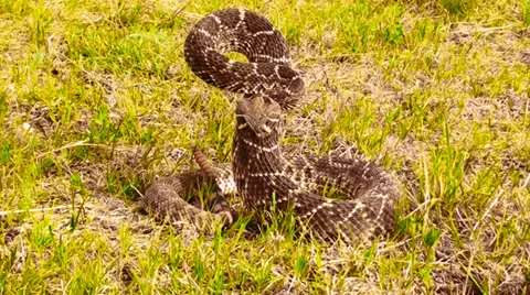 Rattlesnake poised to strike Stock Footage 37013563