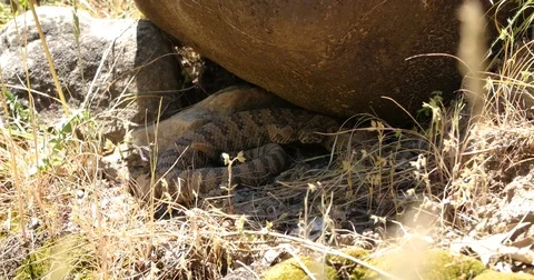 Rattlesnake by River 4K Stock Footage 72419404