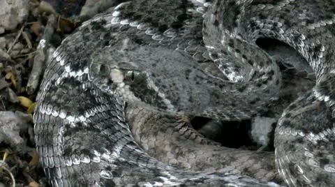 Rattlesnake Shakes Head Stock Footage 12439574