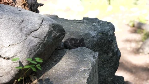 Rattlesnake Slithering on a Rock Stock Footage 242024715