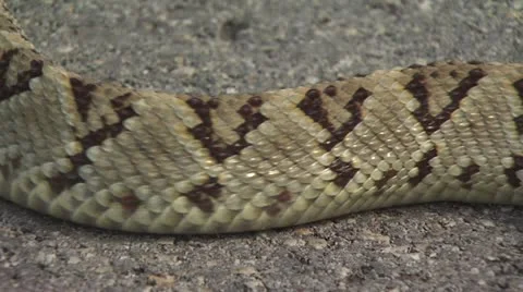 Rattlesnake Slithers On The Pavement 5 스톡 동영상 19074012