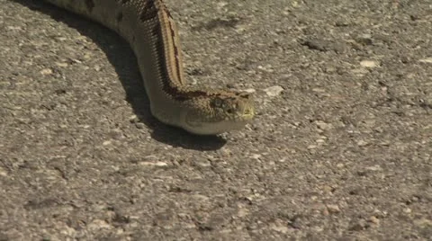Rattlesnake Slithers On The Pavement Stock-Footage 19072235