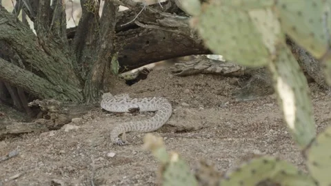 Rattlesnake in the Sonoran desert Stock Footage 271729792