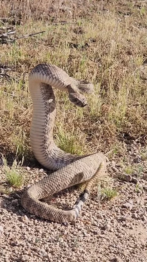 Rattlesnake standing on the ground Stock-Footage 329854789