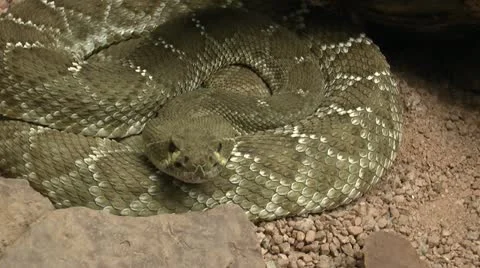 Rattlesnake Stare Video stock 11763971