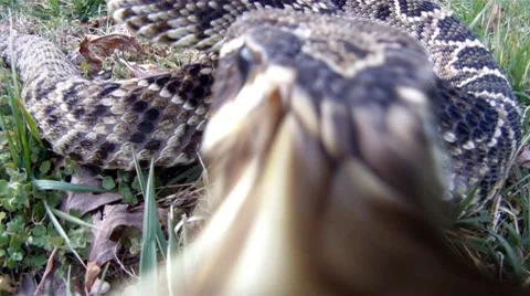 Rattlesnake Strike Video stock 10738525