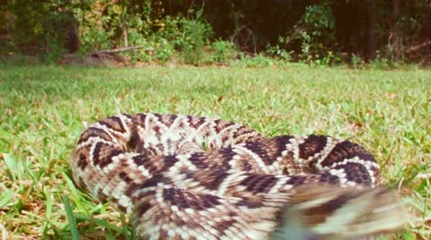 Rattlesnake Strike Stock Footage 12241645