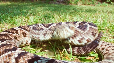 Rattlesnake Strike Stock Footage 12242060