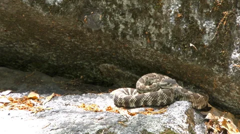 A Rattlesnake Sun bathing Himself Video stock 65320196