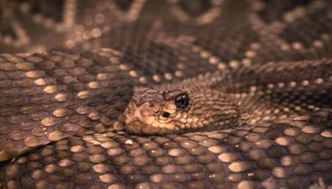 Rattlesnake texture Stock Photos