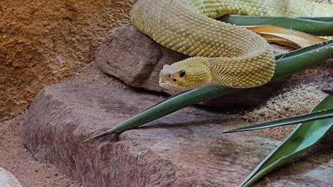 A rattlesnake turning its head Stock Footage 264127280