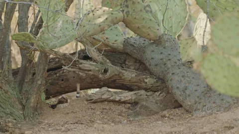 Rattlesnake under a tree trunk in the  desert Stock Footage 271729781