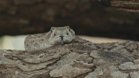 Rattlesnake under a tree trunk in the desert Stock Footage 271729787