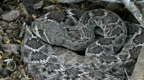 Rattlesnake Warning Stock Footage 12439363
