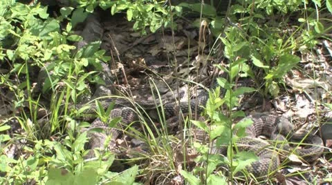 Rattlesnakes Stock Footage 8946445