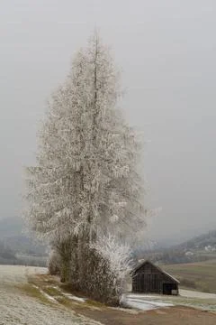 Raureif auf Bäumen in idyllischer Winterlandschaft mit Nebel im Hintergrun.. Stock Photos