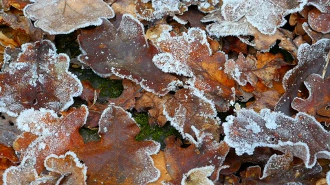 Raureif Video stock 122332372