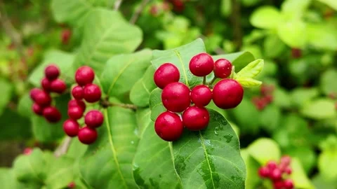 Rauvolfia verticillata Four Leaf Tree in Tropical Nature Stock Footage 319924011