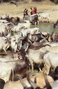 Ravechi Rapar fair cows, Kutch, Gujarat, India 스톡 사진
