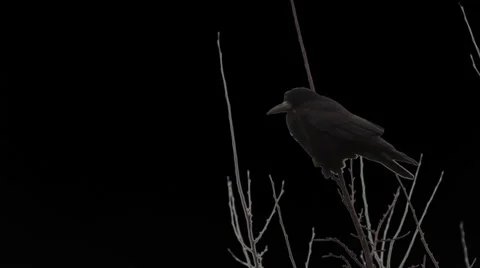 Raven on alpha channel 1 Stock Footage 35389102