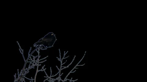 Raven on alpha channel 2 Stock Footage 35388760
