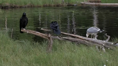 Raven and a black-backed gull are arguing 2 Stock Footage 346125746