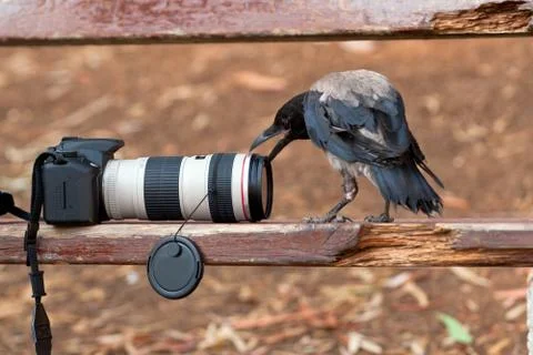 Raven and camera Stock Photos