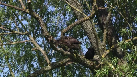 Raven and cormorant on a tree Stock Footage 253323543