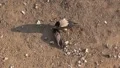 Raven and dead pigeon HD Footage