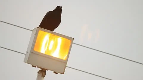 Raven atop light. Stock Footage 10754811