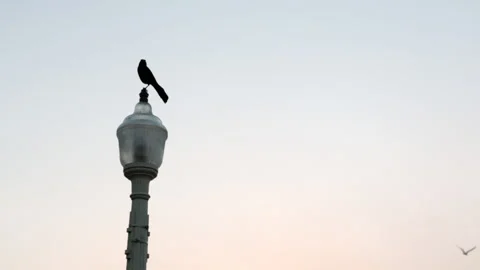 Raven atop light post at dusk Stock Footage 185628872