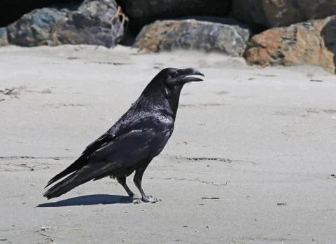 Raven on the Beach Stock Photos