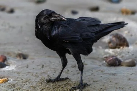 Raven on the beach Stock Photos