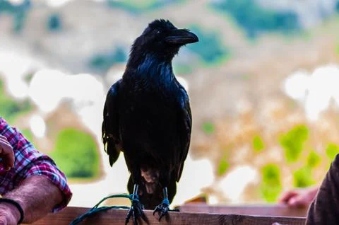 The raven on the bench Stock Photos