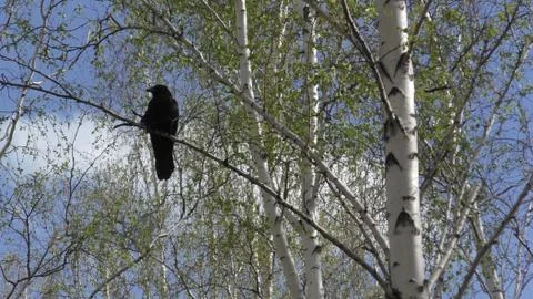 Raven on a birch Foto stock