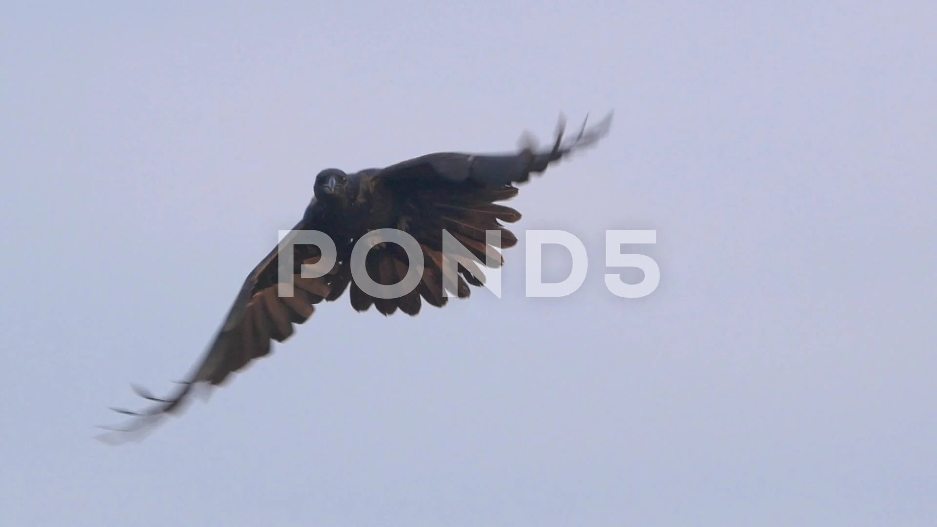 Falcon vs Raven in Slow Motion, Slow Mo