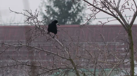 Raven on a Branch 1 Stock Footage 33820590