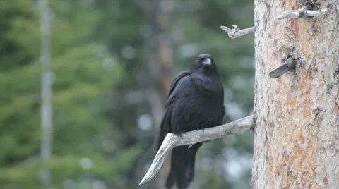 Raven on branch Stock Footage 12346055