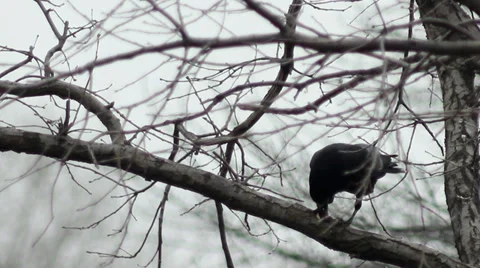 Raven on a branch Stock Footage 34618605