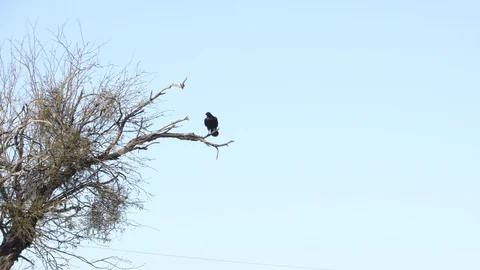 Raven on Branch Stock Footage 93774037