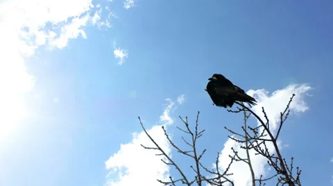 Raven on branch TimeLapse 1 Stock Footage 35385672