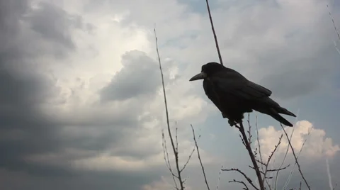 Raven on branch TimeLapse 2 Vídeos de archivo 35386154
