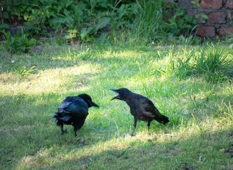 Raven Breeding and Young Development: Key Behaviours, Nesting and Growth Stages Stockfoto's