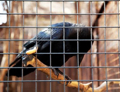 Raven in cage Stock Photos