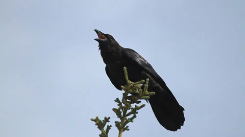 A Raven calls out Stock Footage 35330680