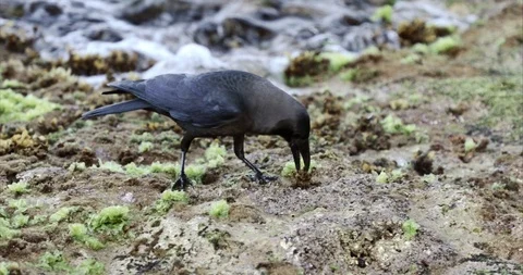 The raven caught a crab and was eating Stock Footage 87063168