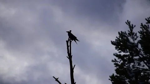 Raven Cawing Stockbeeldmateriaal 44805678