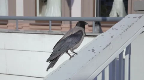 Raven in the city Stock Footage 59338288