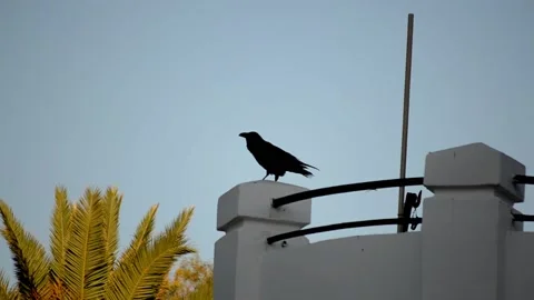 Raven in the city Stock Footage 131387948